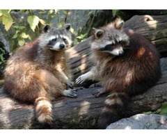 Best Raccoon Removal Services | free-classifieds-usa.com - 1