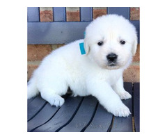 Healthy & Intelligent Cream Golden Puppies for Sale!  | free-classifieds-usa.com - 1