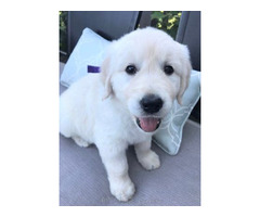 Healthy & Intelligent Cream Golden Puppies for Sale!  | free-classifieds-usa.com - 2