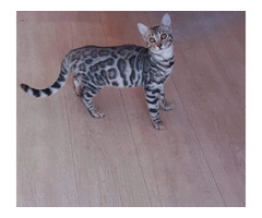 Bring Healthy Bengal Kittens Home - Willow Dream Bengals | free-classifieds-usa.com - 1