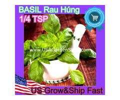 Buy Basil Seeds Online | free-classifieds-usa.com - 1