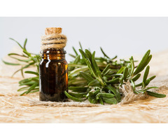 Rosemary essential oil: | free-classifieds-usa.com - 1
