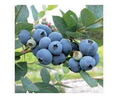 Buy Sweetheart Blueberry Plants | free-classifieds-usa.com - 1
