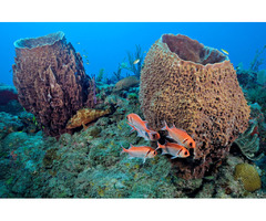 Diving in St. Eustatius | free-classifieds-usa.com - 1