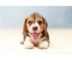 Buy a beagle from Diamond J Farm LLC | free-classifieds-usa.com - 1