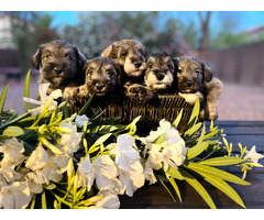 Miniature Schnauzer Puppies  | free-classifieds-usa.com - 1