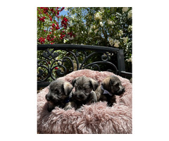 Miniature Schnauzer Puppies  | free-classifieds-usa.com - 2