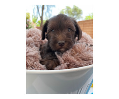 Miniature Schnauzer Puppies  | free-classifieds-usa.com - 3