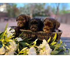 Miniature Schnauzer Puppies  | free-classifieds-usa.com - 4