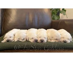 Kid-Friendly Golden Retriever Puppies for Sale in TN! | free-classifieds-usa.com - 1