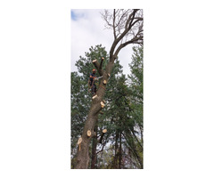 Alvarez Tree Expert- Tree Service- Tree Removal | free-classifieds-usa.com - 2