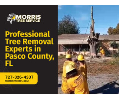 Trusted Pasco County Tree Removal Experts | free-classifieds-usa.com - 1