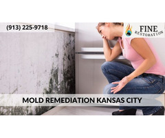 Do You Have Mold Or Mold Suspects In Your Home Or Business? | free-classifieds-usa.com - 1