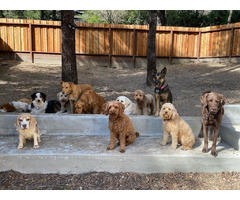 Best Dog Daycare services in Washington | free-classifieds-usa.com - 1