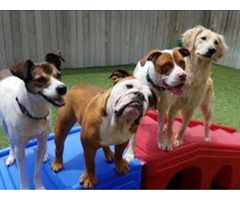 Best Dog Daycare services in Washington | free-classifieds-usa.com - 2
