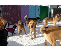 Best Dog Daycare services in Washington | free-classifieds-usa.com - 3