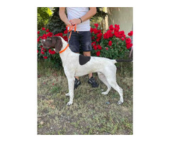 German Shorthaired Pointer  | free-classifieds-usa.com - 1