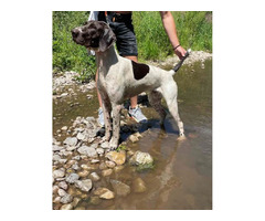 German Shorthaired Pointer  | free-classifieds-usa.com - 2