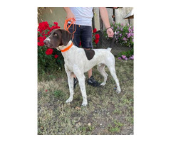 German Shorthaired Pointer  | free-classifieds-usa.com - 4