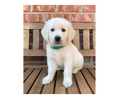 Intelligent Golden Retriever Puppies for Sale in TN! | free-classifieds-usa.com - 1