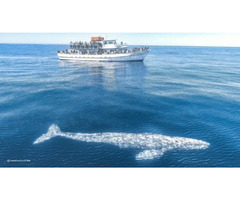 Whale watching tour with Marine Biologists | free-classifieds-usa.com - 1