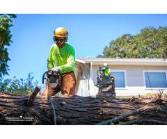 Tree Removal Services For Home & Business | free-classifieds-usa.com - 1