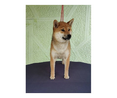 Shiba Inu puppy | free-classifieds-usa.com - 1