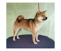 Shiba Inu puppy | free-classifieds-usa.com - 2