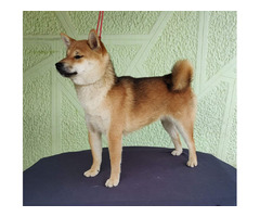 Shiba Inu puppy | free-classifieds-usa.com - 3