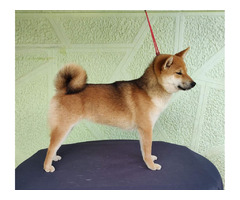 Shiba Inu puppy | free-classifieds-usa.com - 4