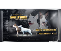 Bull terrier puppies | free-classifieds-usa.com - 1