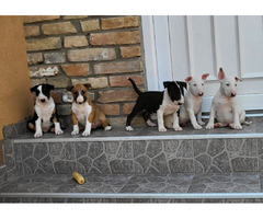 Bull terrier puppies | free-classifieds-usa.com - 2
