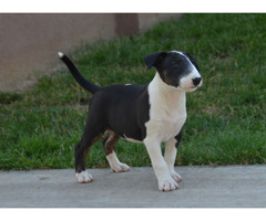 Bull terrier puppies | free-classifieds-usa.com - 4