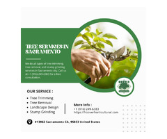 Get Professional Tree Service Provider In Sacramento | free-classifieds-usa.com - 1