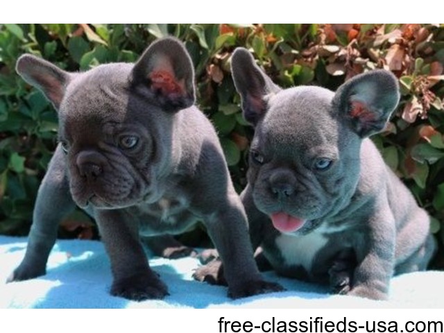 DGHG AKC French Bulldog Puppies for Sale Animals