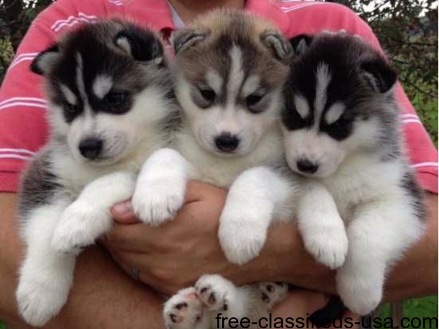 Purebred Siberian Huskies Puppies For for Christmas Gift - Animals - Apalachicola - Florida ...