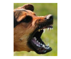 Dog Bite Attorney | free-classifieds-usa.com - 1