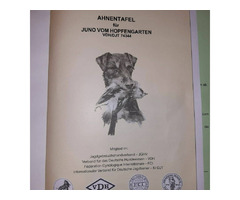 German hunting terrier | free-classifieds-usa.com - 2