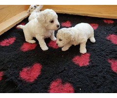 Bichon Frise puppies | free-classifieds-usa.com - 3