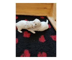 Bichon Frise puppies | free-classifieds-usa.com - 4