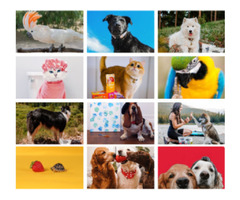 Top 20 Pet Talent Agency | free-classifieds-usa.com - 1