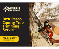Reliable Pasco County Tree Trimming in Florida | free-classifieds-usa.com - 1