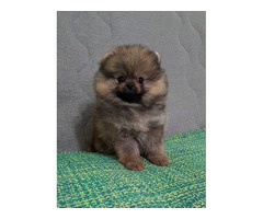 Pomeranian Spitz puppies | free-classifieds-usa.com - 2