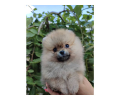 Pomeranian Spitz puppies | free-classifieds-usa.com - 4