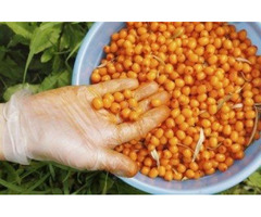 Summer Skin Care With Sea Buckthorn | free-classifieds-usa.com - 1