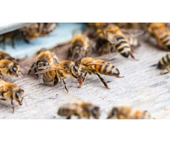 Looking for Exterminator for Bees and Wasps Michigan | free-classifieds-usa.com - 1