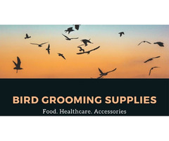 Why Is Bird Grooming Important? | free-classifieds-usa.com - 1