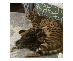 Charcoal Bengal Kittens In PA Available For Sale - Willow Dream Bengals | free-classifieds-usa.com - 1