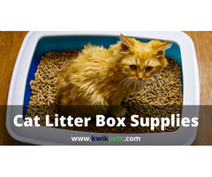 Why Cat Litter Accessories Are Required? | free-classifieds-usa.com - 1