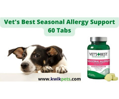 What Should Be Given To Pets For Allergies? | free-classifieds-usa.com - 1